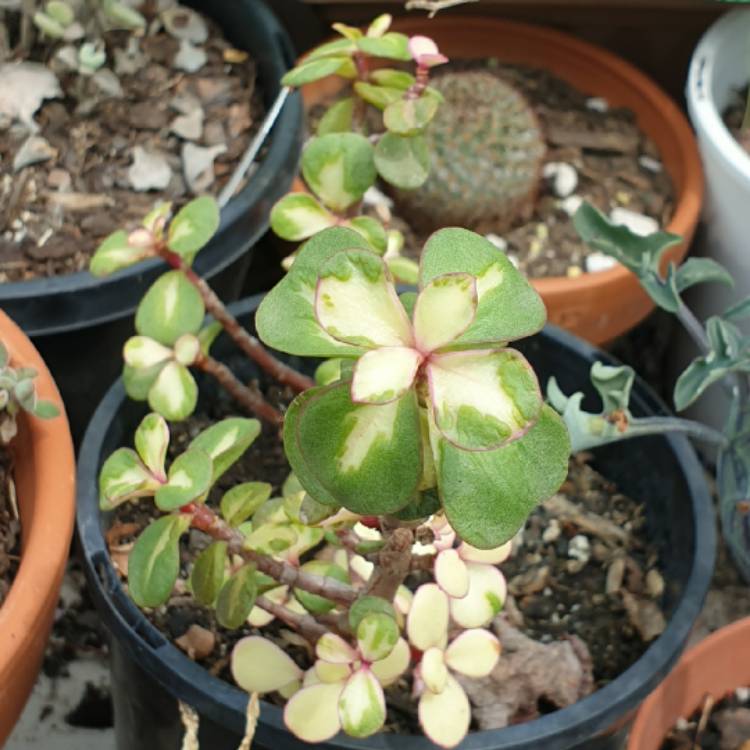 plant image 1407171 plant image 1407171