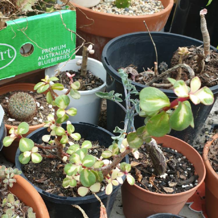 plant image 1407172 plant image 1407172