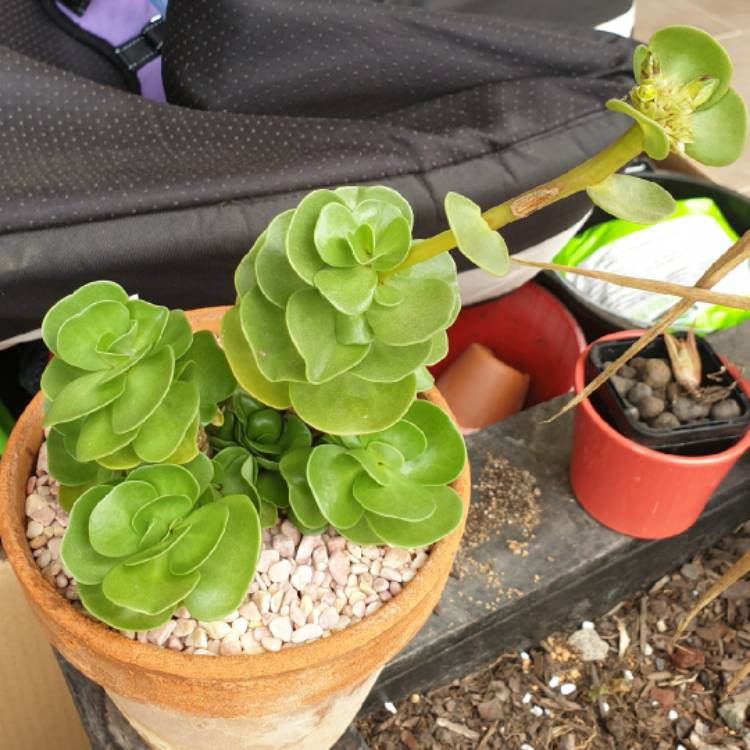 plant image 1407178 plant image 1407178