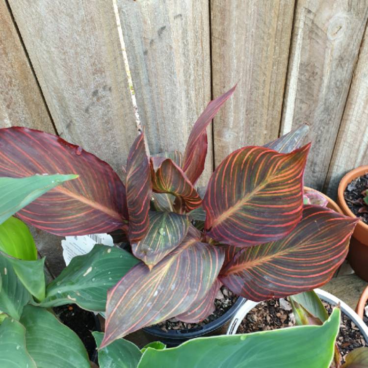 plant image 1409316