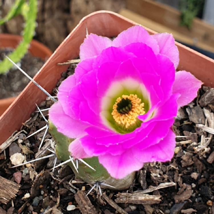 plant image 1410849