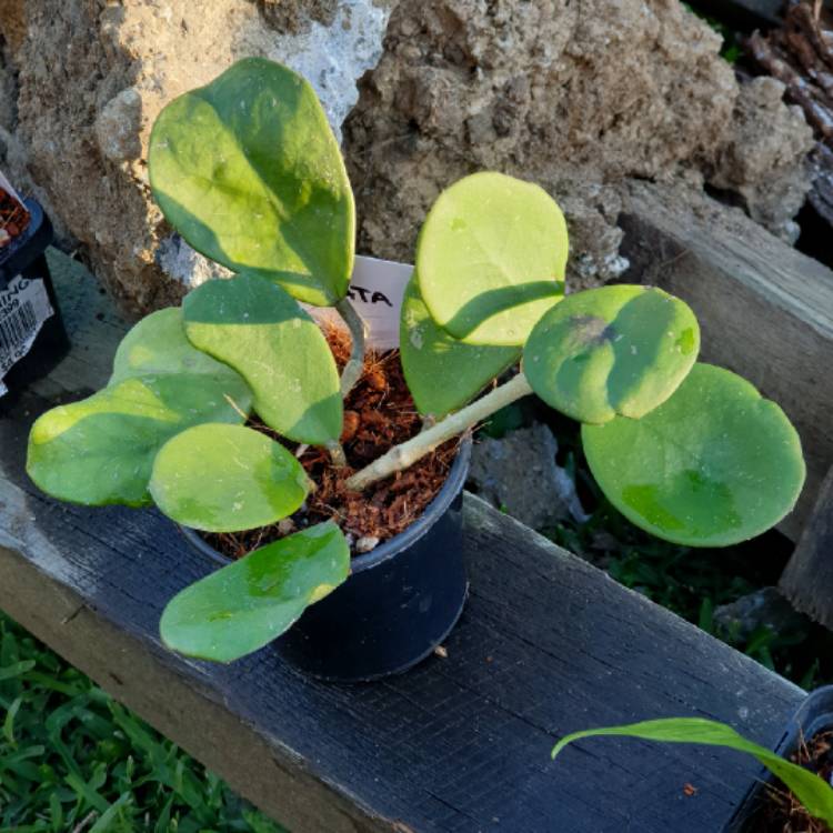 plant image 1416271