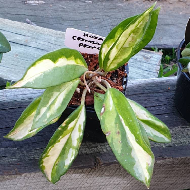 plant image 1416295