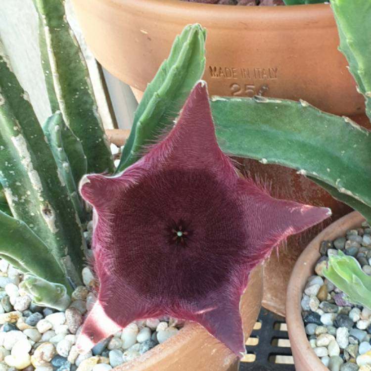 Plant image Stapelia grandiflora