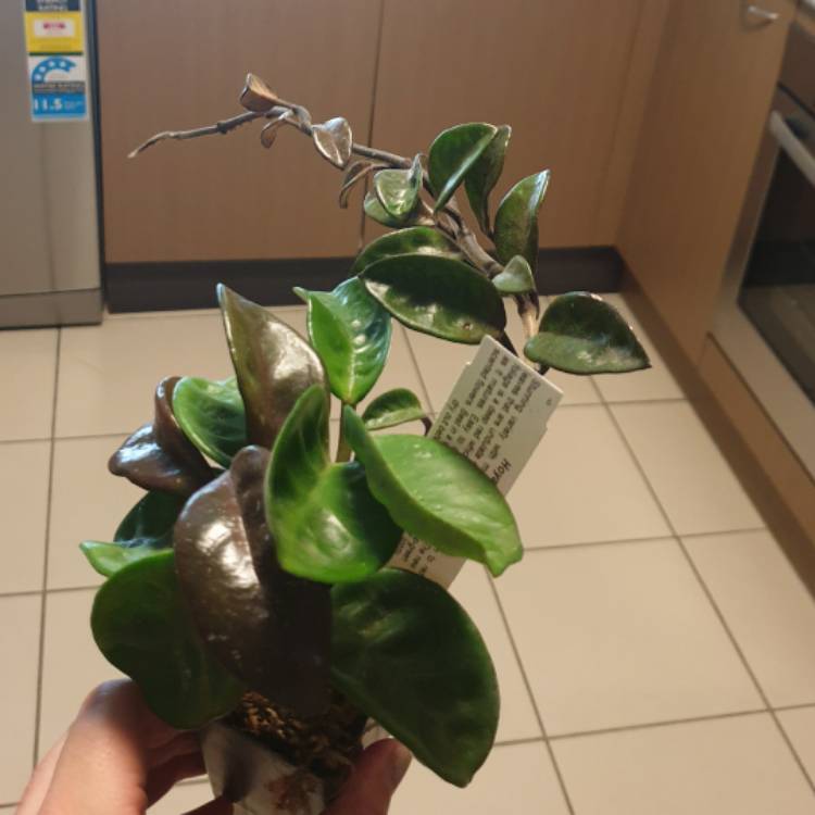 Plant image Hoya Carnosa 'Krinkle 8'
