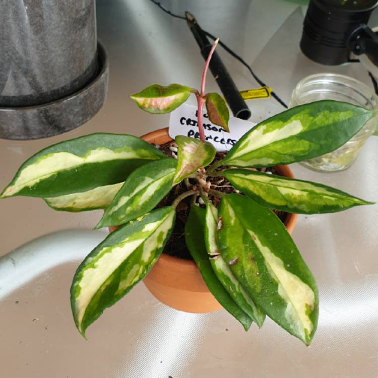 plant image 1429663