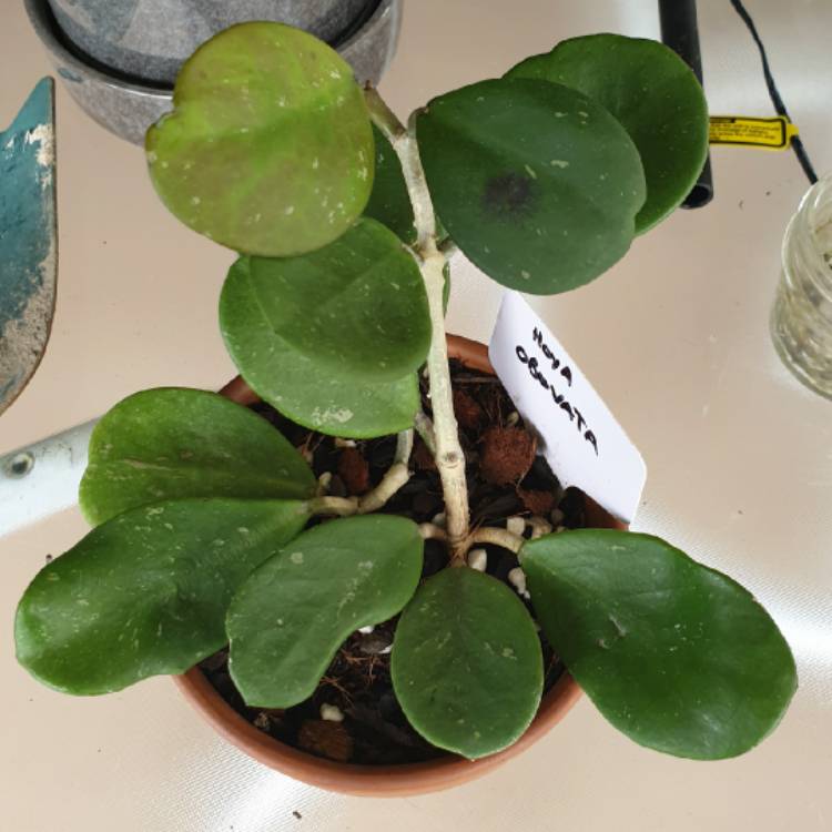 plant image 1429664