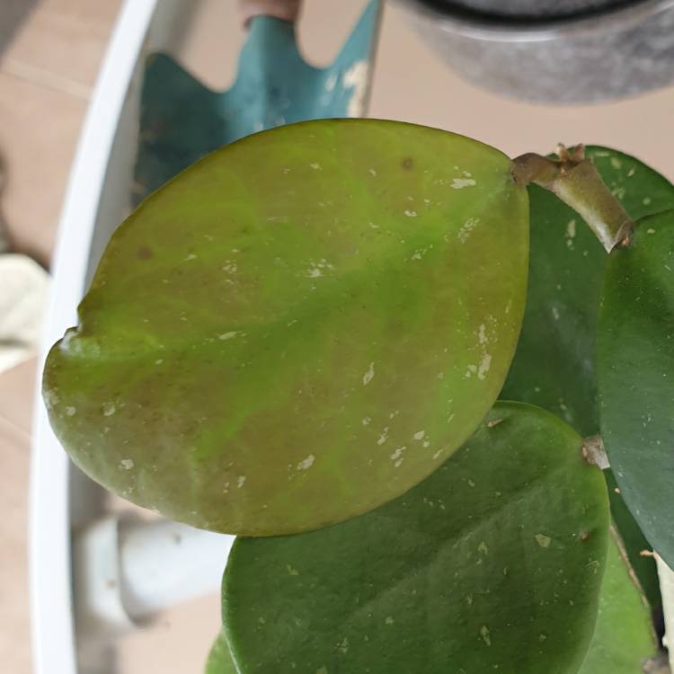 plant image 1429665