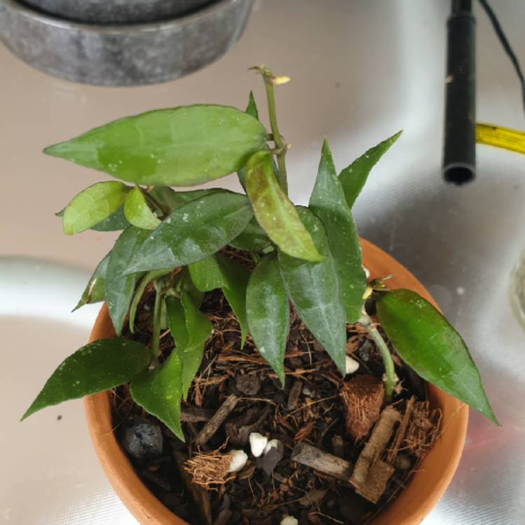 plant image 1429676 plant image 1429676