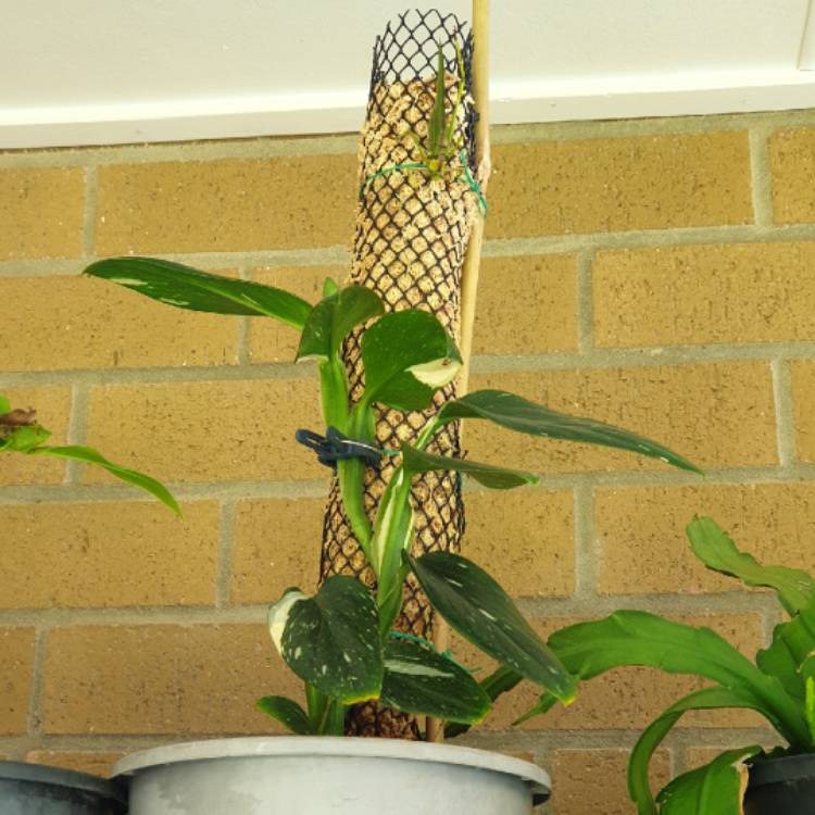 plant image 1434111 plant image 1434111
