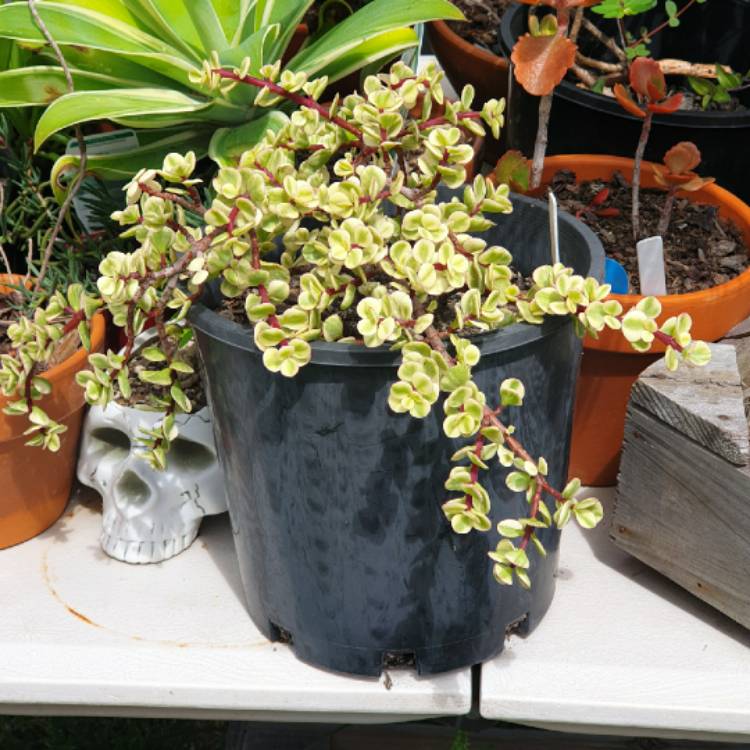 plant image 1436754