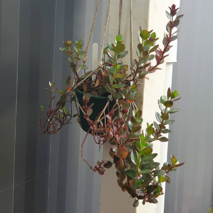 plant image 1436757 plant image 1436757