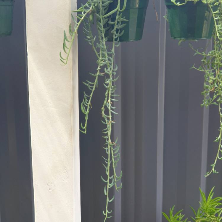 plant image 1436764