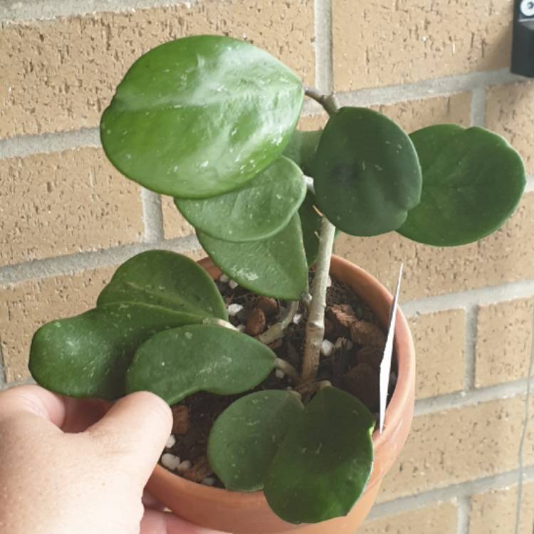plant image 1438978