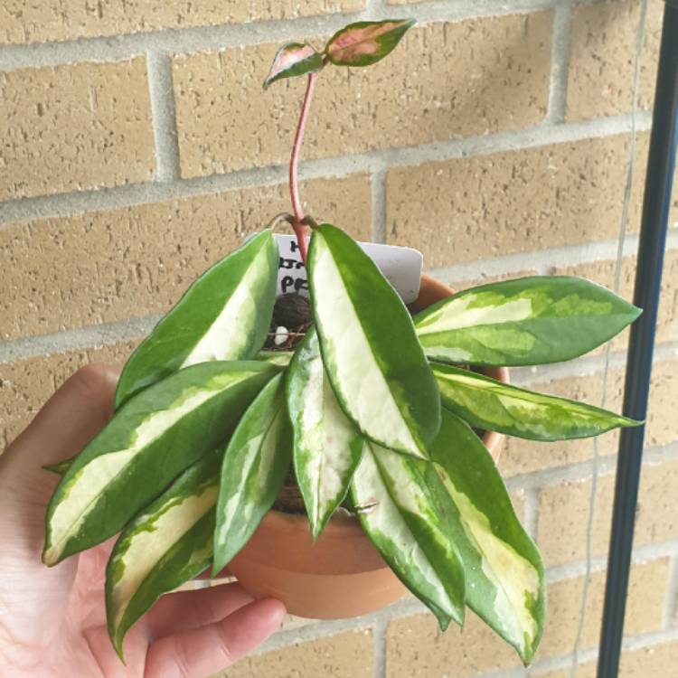 plant image 1438983
