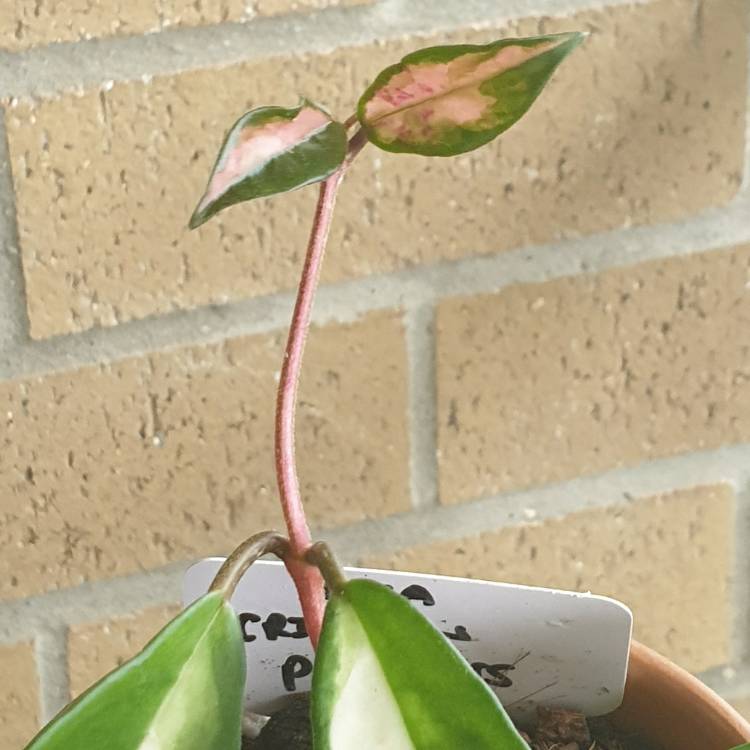 plant image 1438984