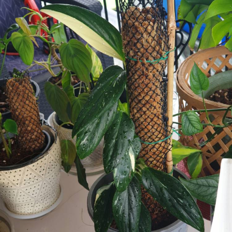 plant image 1443623 plant image 1443623