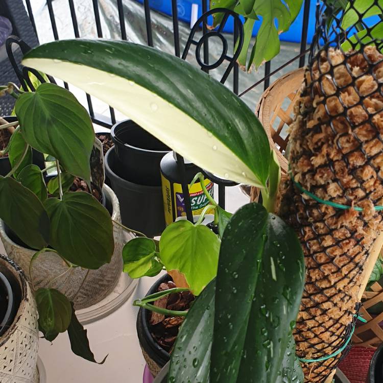 plant image 1443624 plant image 1443624