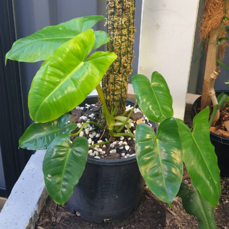 plant image 1455733