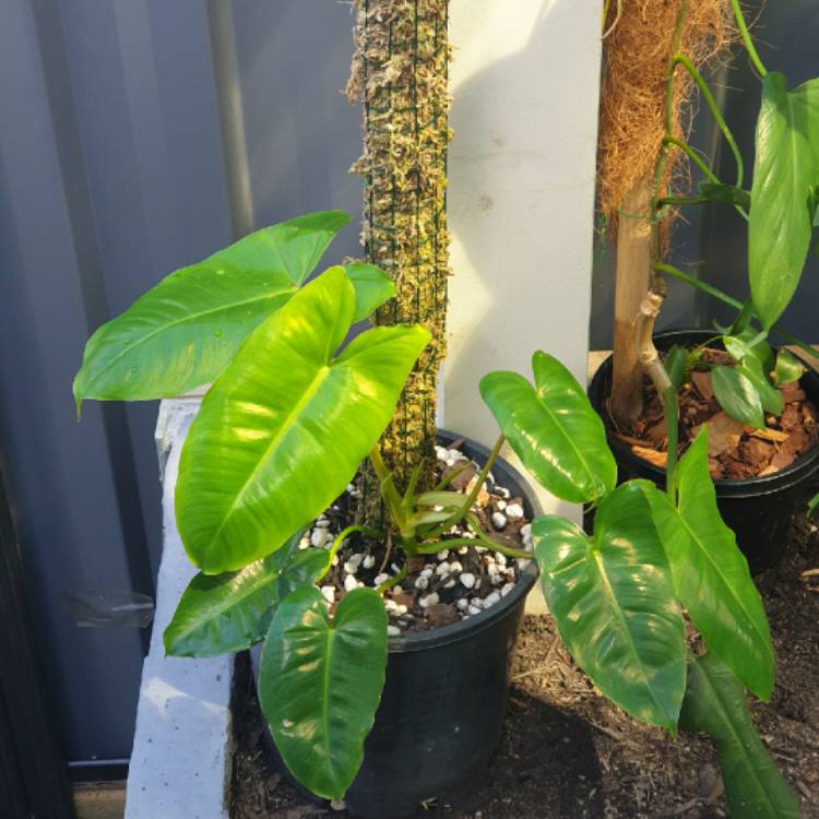 plant image 1455735