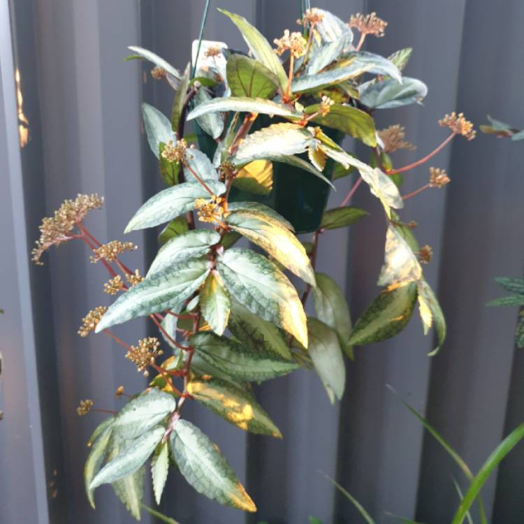 Plant image Pellionia Repens