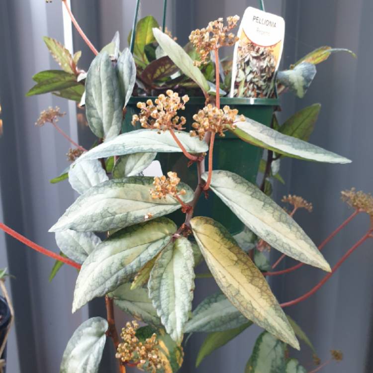 plant image 1461228