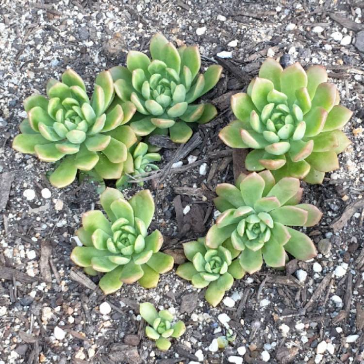 plant image 1461260 plant image 1461260