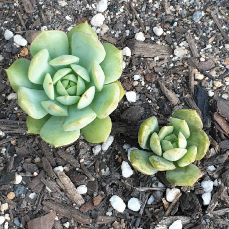 plant image 1461265 plant image 1461265