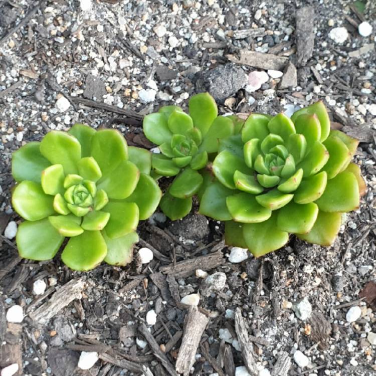plant image 1461267 plant image 1461267