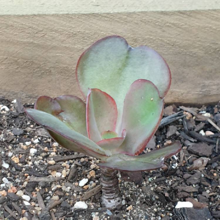 plant image 1461279 plant image 1461279