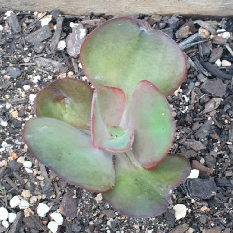 plant image 1461282 plant image 1461282
