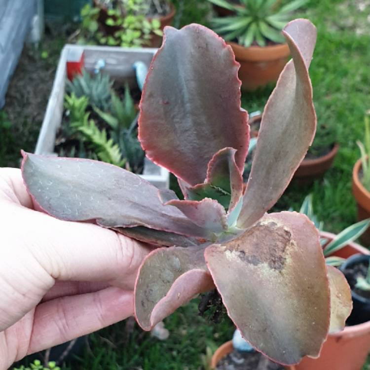 plant image 1461310