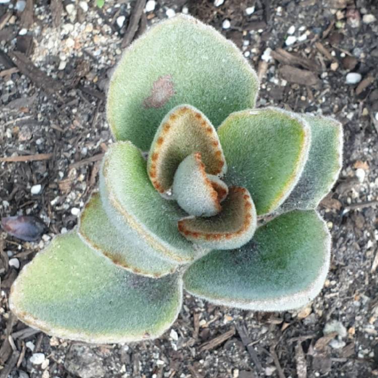 Plant image Kalanchoe Beharensis Fang