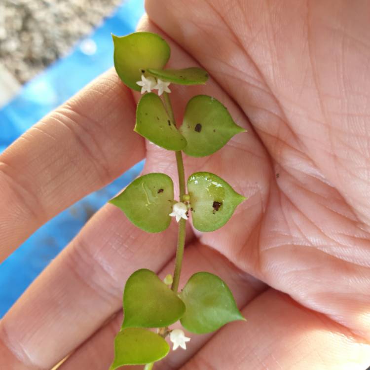 plant image 1461805