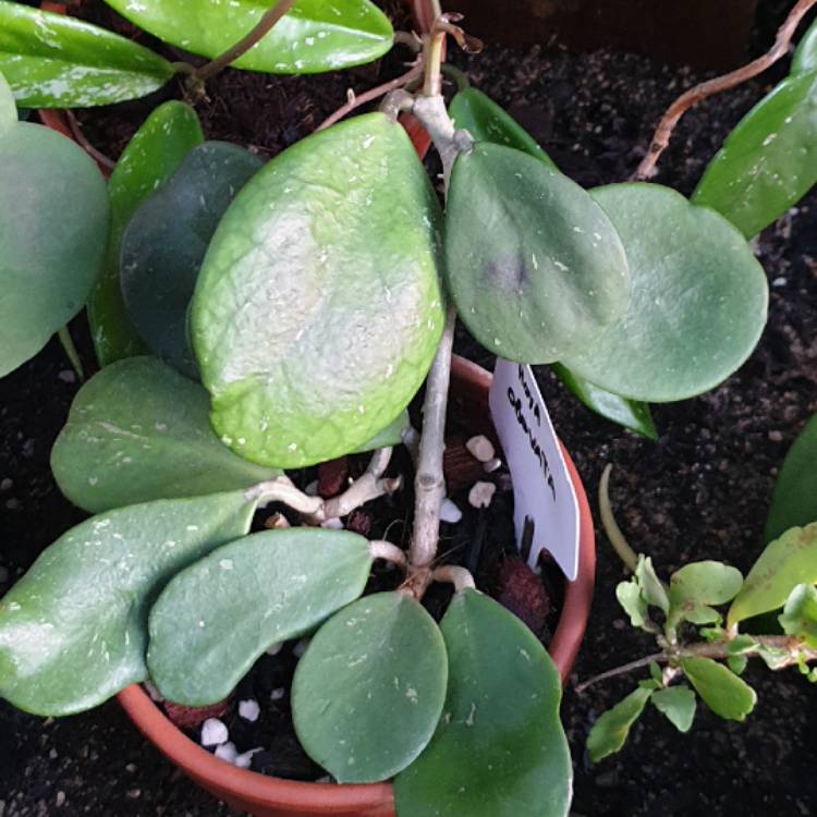 plant image 1461825
