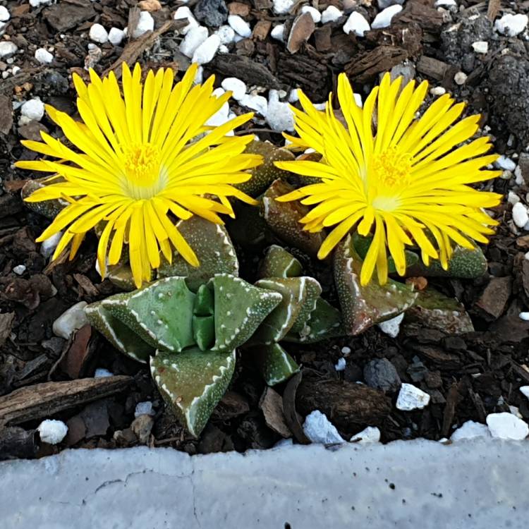 plant image 1477682