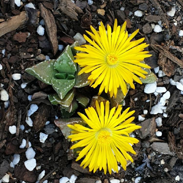 plant image 1477684