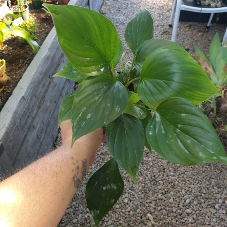 plant image 1490064