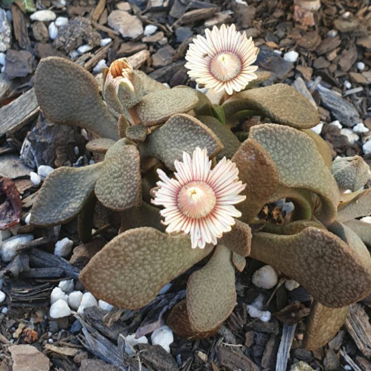 plant image 1519419