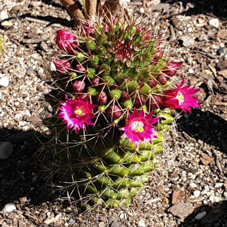 plant image 1519426