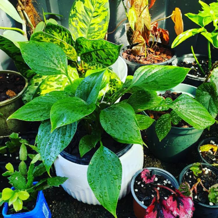 plant image 1531104