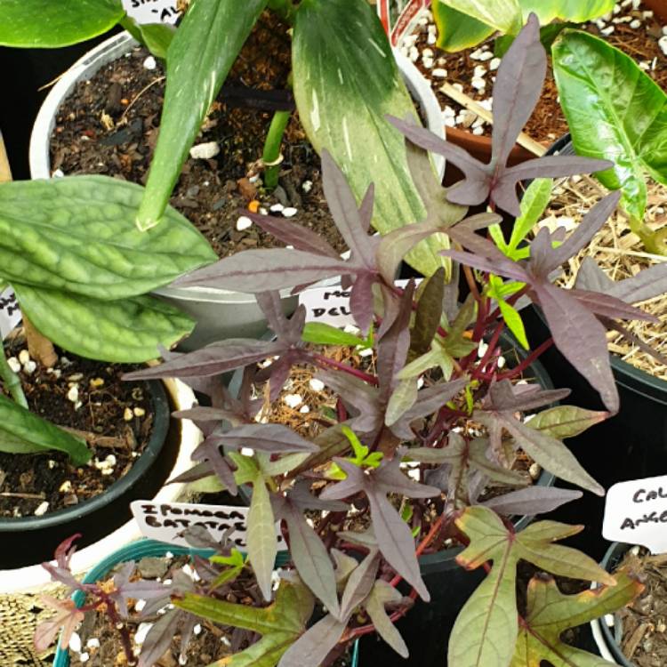plant image 1536380