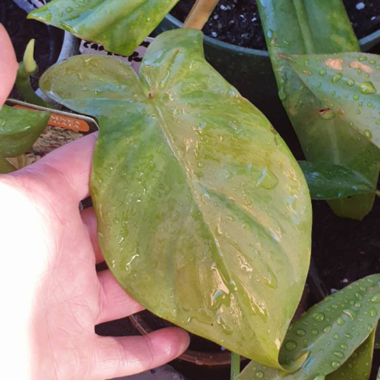 plant image 1537480