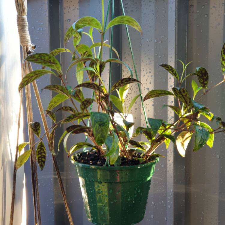 plant image 1537481