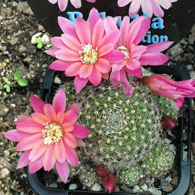 Plant image Rebutia Pink Sensation