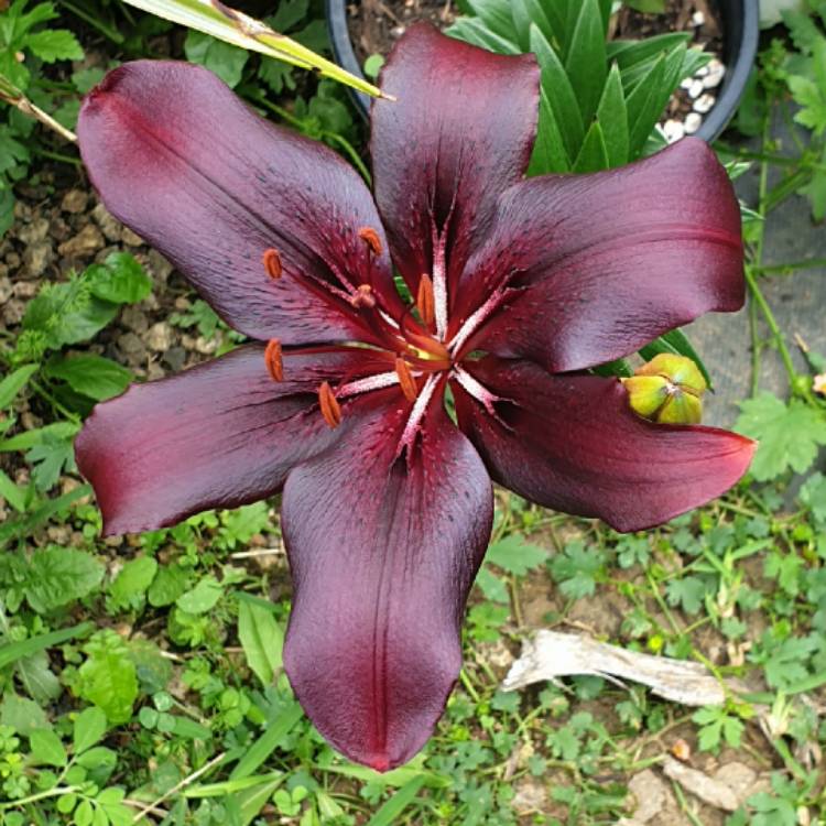 plant image 1543474