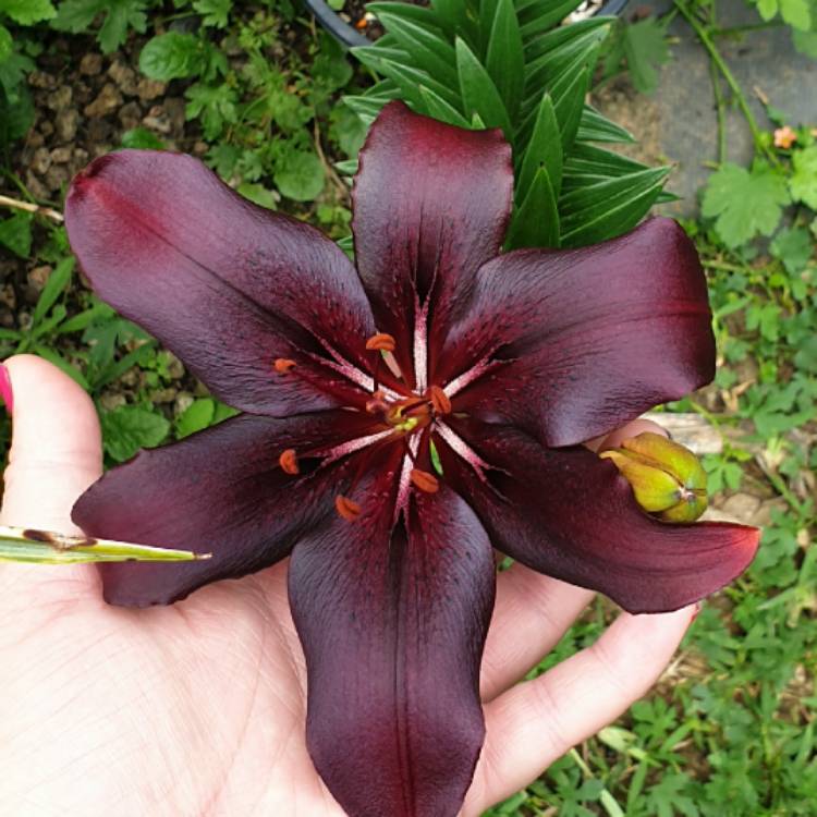 plant image 1543475
