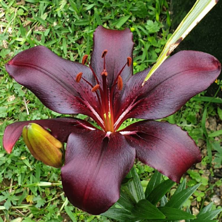 plant image 1543476