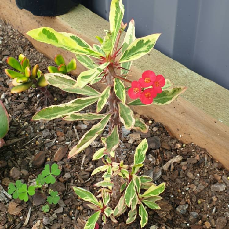 plant image 1543494 plant image 1543494