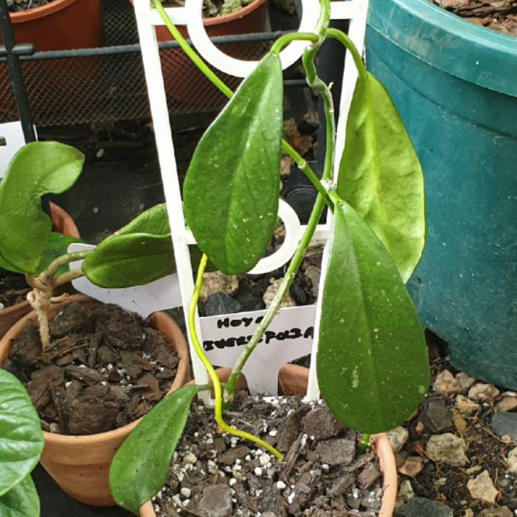 plant image 1543498
